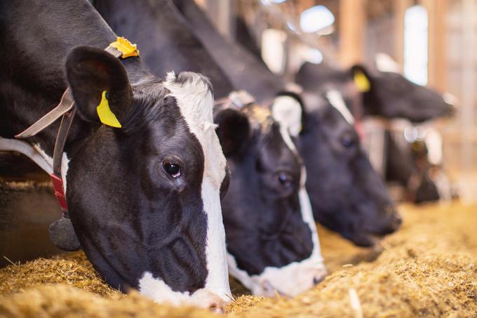 A world without cows? CREMER customer event invited farmers to a dialog 